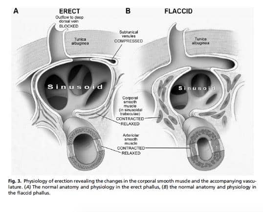 Internal Structure of Erect vs flaccid penile venous