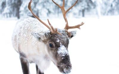 Why Reindeers Are Helping to Deliver the Gift of Beauty this Christmas Day!
