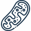 mitochondria
