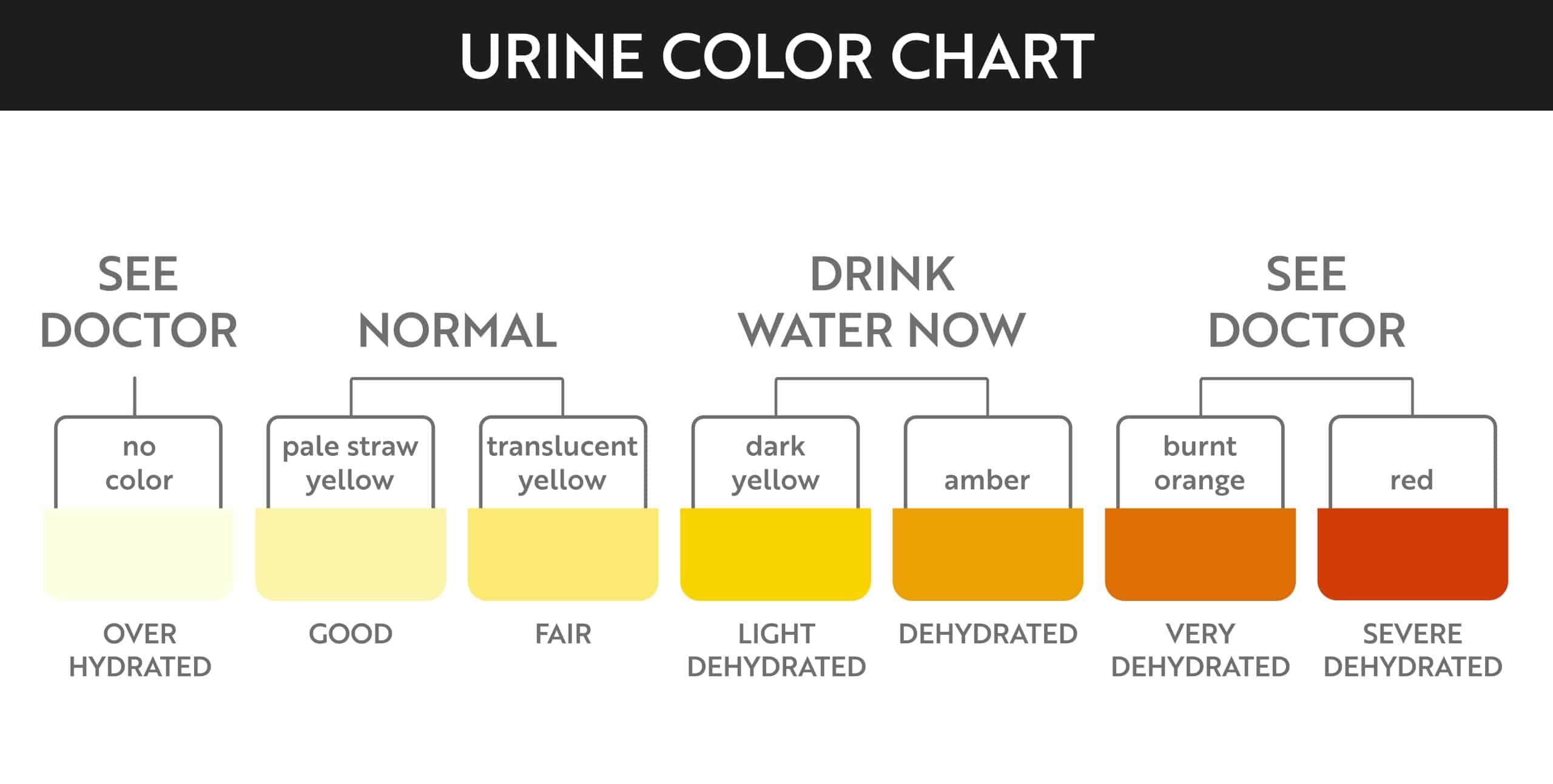 Urine color chart. Pee hydration and dehydration test strip. Vector design for medical education poster.