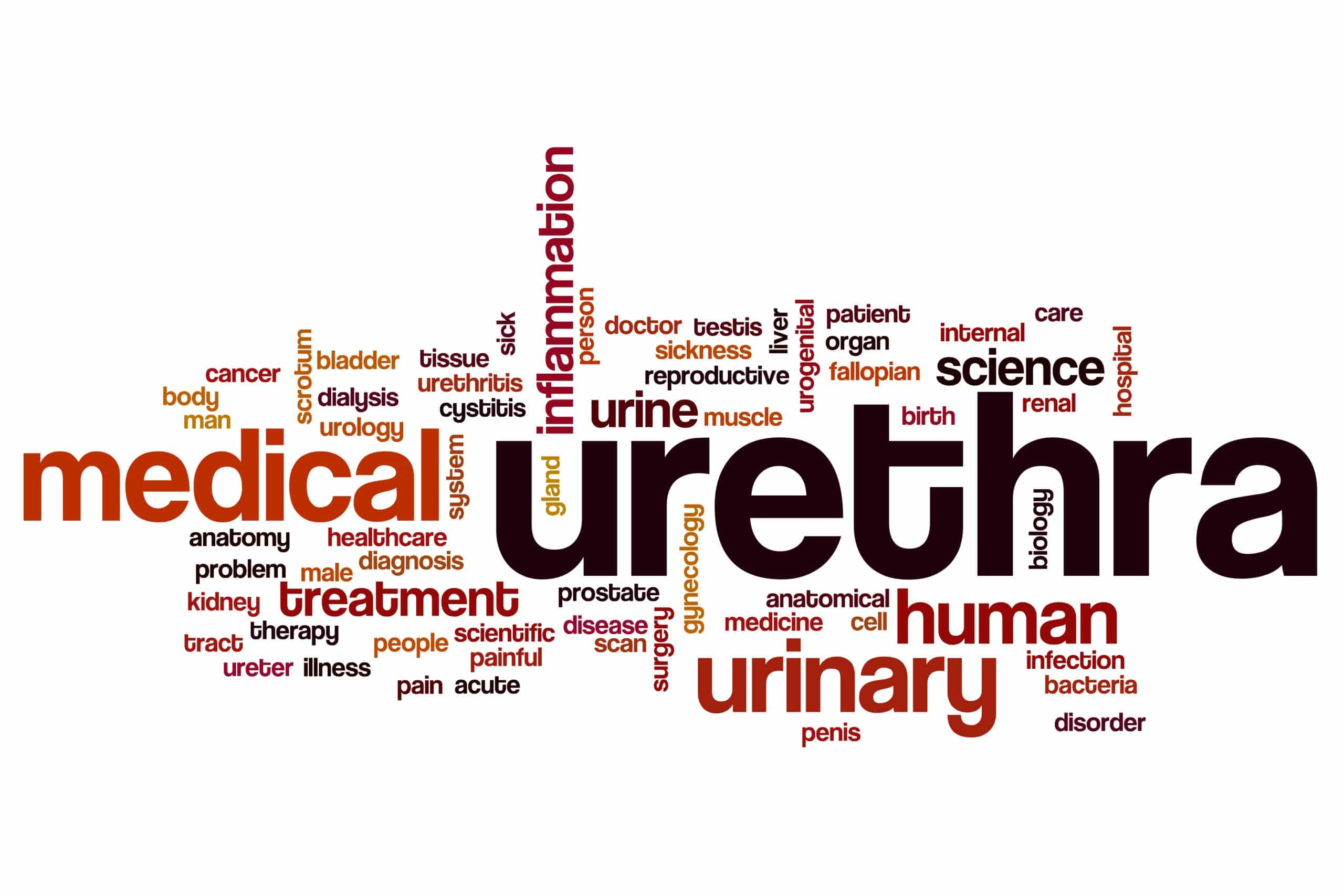 Urethra word cloud concept